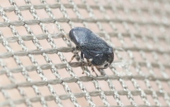 Clastoptera lineatocollis