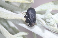 Clastoptera lineatocollis