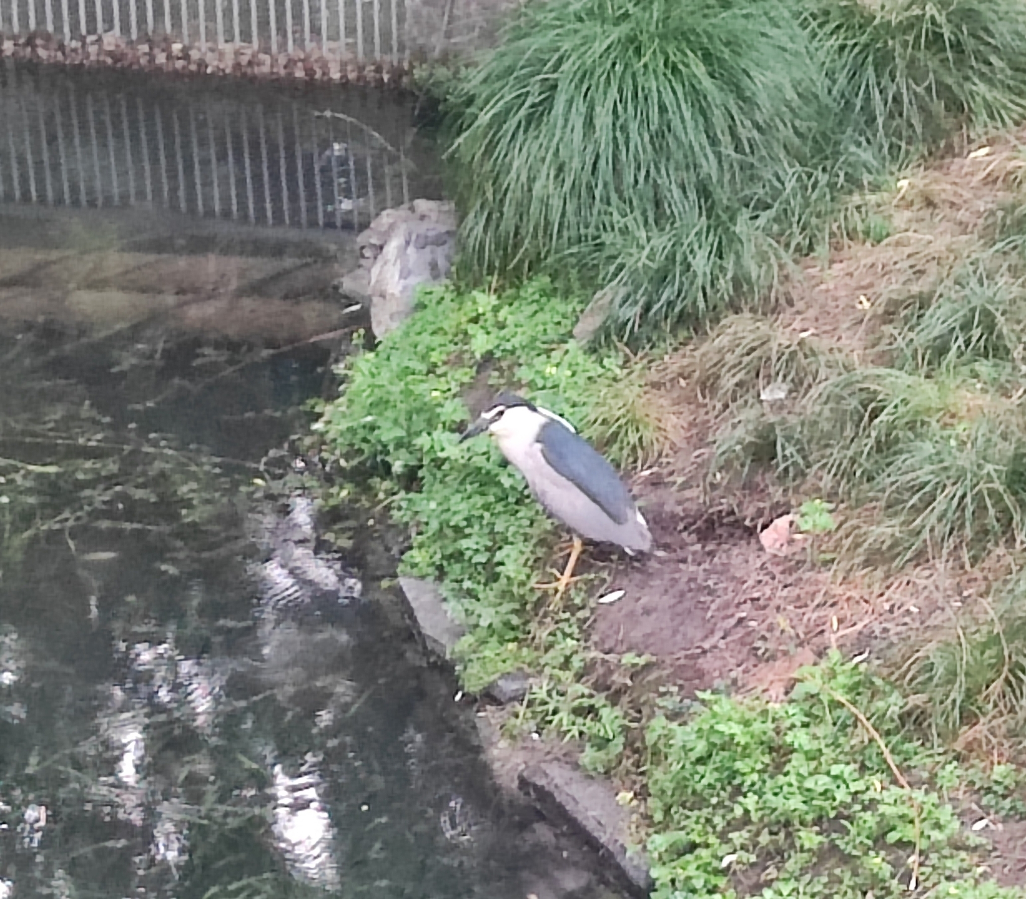 Black-crowned Night Heron