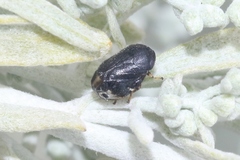 Clastoptera lineatocollis