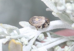 Clastoptera brunnea