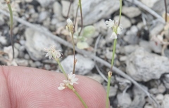 Eriogonum baileyi baileyi