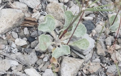 Eriogonum baileyi baileyi