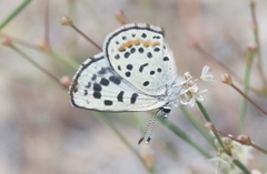 Euphilotes pallescens