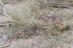 Eriogonum baileyi baileyi