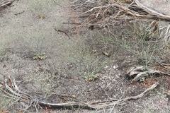 Eriogonum baileyi baileyi