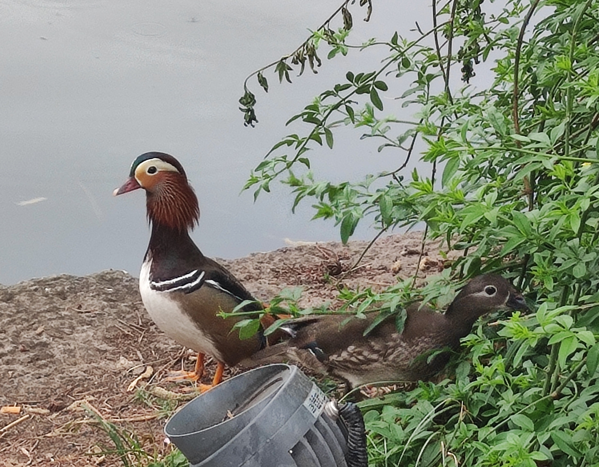 鸳鸯
