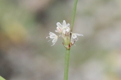 Eriogonum baileyi baileyi