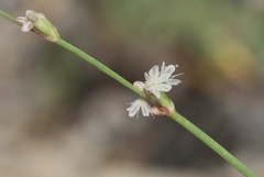 Eriogonum baileyi baileyi