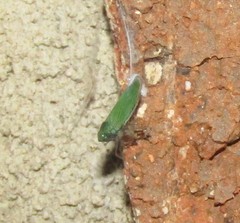 Draeculacephala inscripta