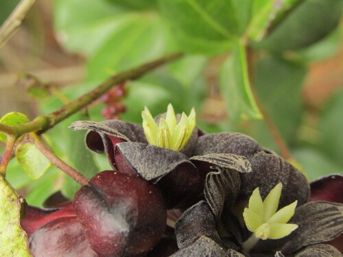 Image of Lardizabala biternata by (c) Bruno Avilez, some rights reserved (CC BY)