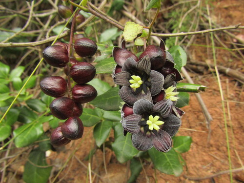 Image of Lardizabala biternata by (c) Bruno Avilez, some rights reserved (CC BY)