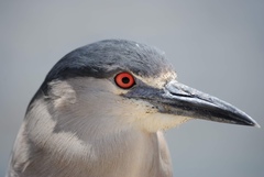 Nycticorax nycticorax