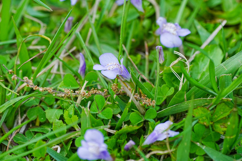 Image of Mazus miquelii by (c) WATANABE Hitoshi 渡辺仁, some rights reserved (CC BY)