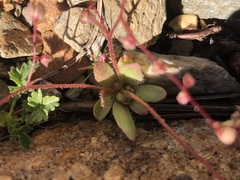 Micranthes bryophora