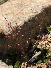 Micranthes bryophora