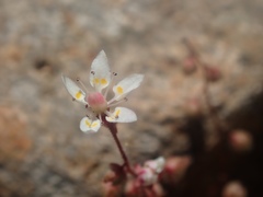 Micranthes bryophora