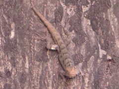 Calotes versicolor