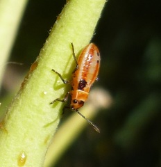Lygaeus kalmii