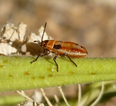 Lygaeus kalmii