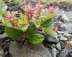 Salix stolonifera