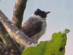 Pycnonotus aurigaster