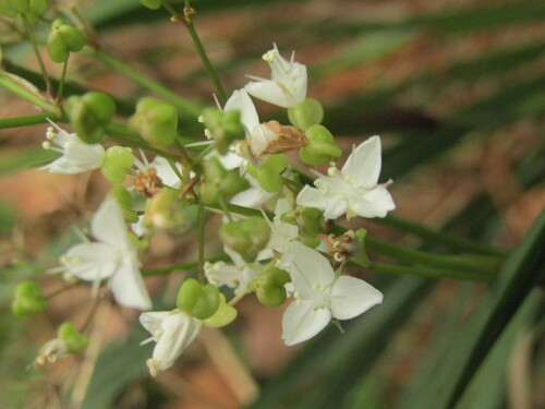 Libertia tricocca, photograph 4
