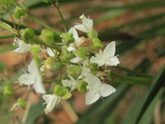 Libertia tricocca, photograph (c) Bruno Avilez, some rights reserved (CC BY)