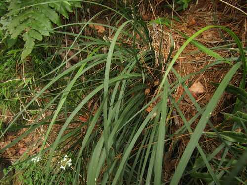 Libertia tricocca, photograph 5