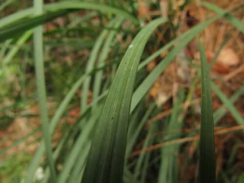 Libertia tricocca, photograph 6