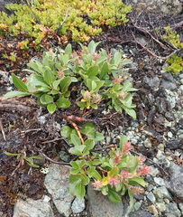 Salix stolonifera