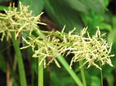 Cyperus tuberosus