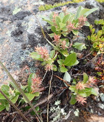 Salix stolonifera