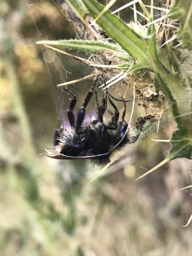 Fog-belt Bumble Bee photo 6
