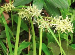 Cyperus tuberosus