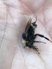 Bombus caliginosus