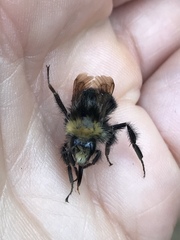 Bombus caliginosus