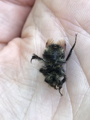 Bombus caliginosus
