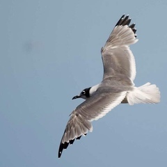 Leucophaeus pipixcan