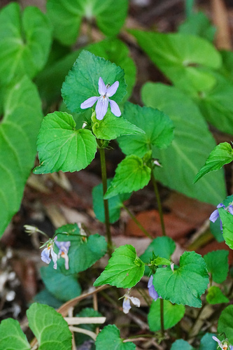 Image of Viola grypoceras by (c) WATANABE Hitoshi 渡辺仁, some rights reserved (CC BY)