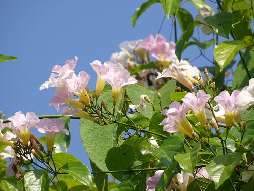 Image of Bignonia aequinoctialis by (c) Alexis López Hernández, some rights reserved (CC BY)