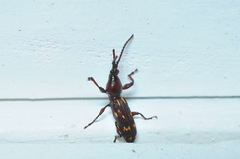 Arrhenodes minutus