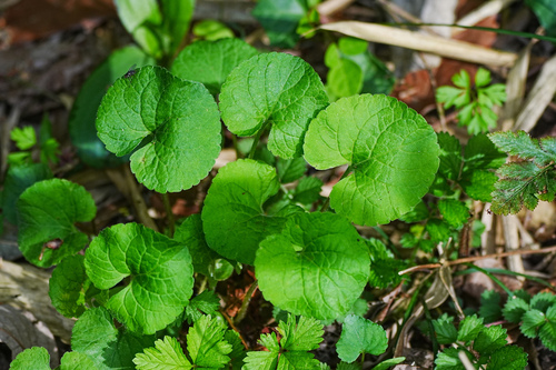 Image of Viola hondoensis by (c) WATANABE Hitoshi 渡辺仁, some rights reserved (CC BY)