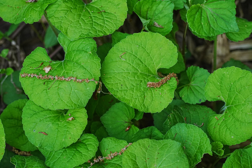 Viola hondoensis, photograph 1