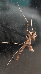 Lineodes integra