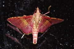 Endotricha olivacealis