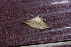 Canaea ryukyuensis