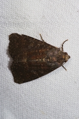 Condica illecta