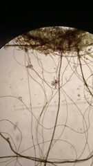 Rhizoclonium tortuosum