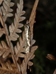 Philobota stella